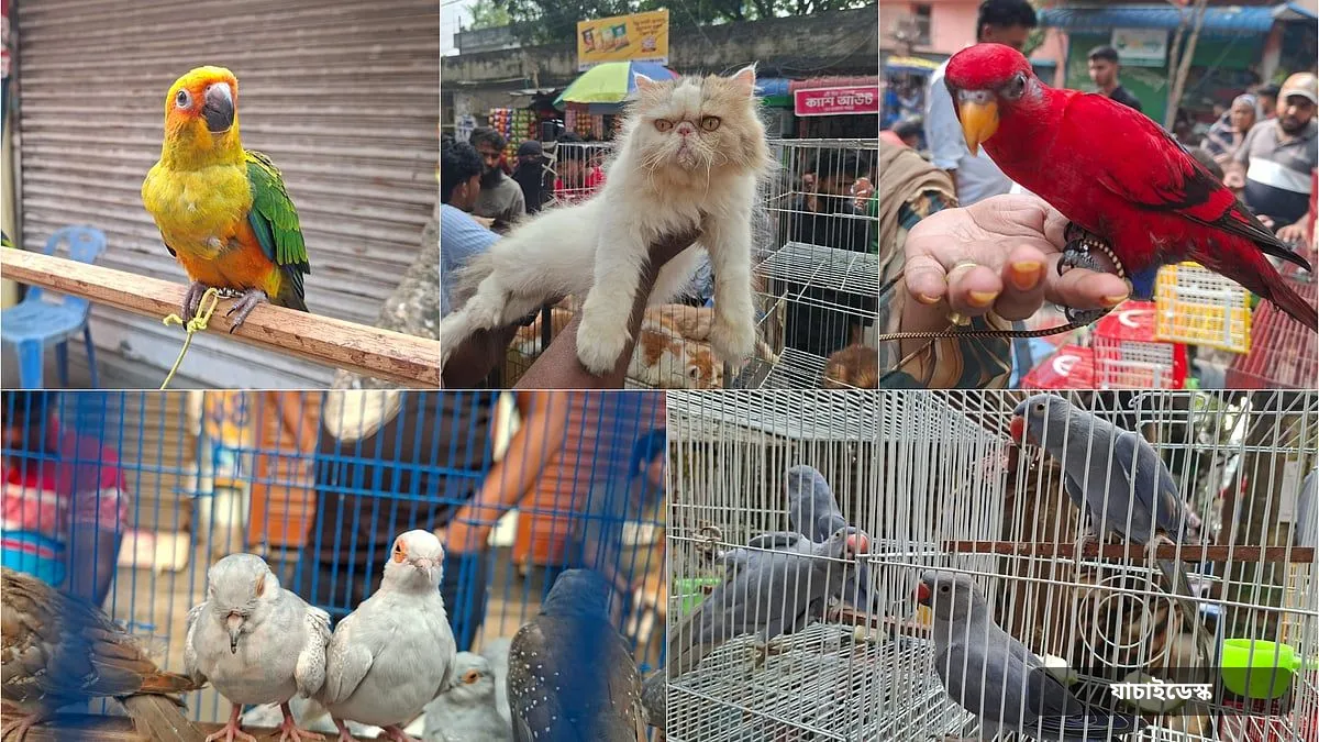 লাখ টাকার টিয়া, ৪০ হাজার টাকার বিড়াল, বাহারি মুরগিসহ আরও যা যা আছে