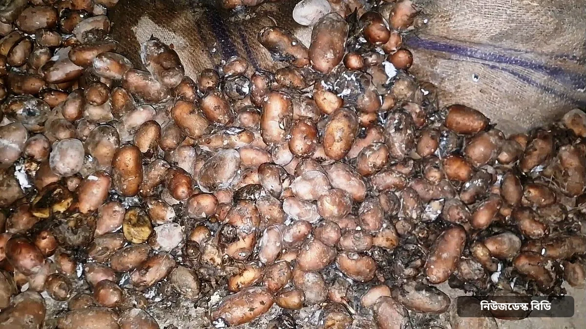 বেশি লাভের আশায় দীর্ঘদিন হিমাগারে, পচা সাড়ে ২২ হাজার মণ আলু এখন গরুর খাবার